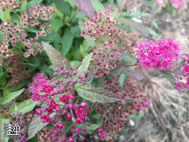 Spiraea japonica   'Neon Flash'